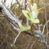 Tree Budding