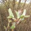 Tree Budding - Bad focus