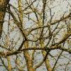 Spiderweb of tree branches