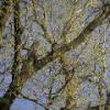 Tree Branches