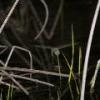Dragonfly - bad focus