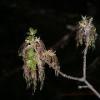 Buds.  With Flash