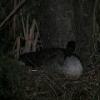 Goose!