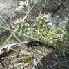 Cacti I sat on.