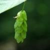 Seed Pod?