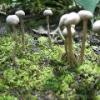 Mushrooms