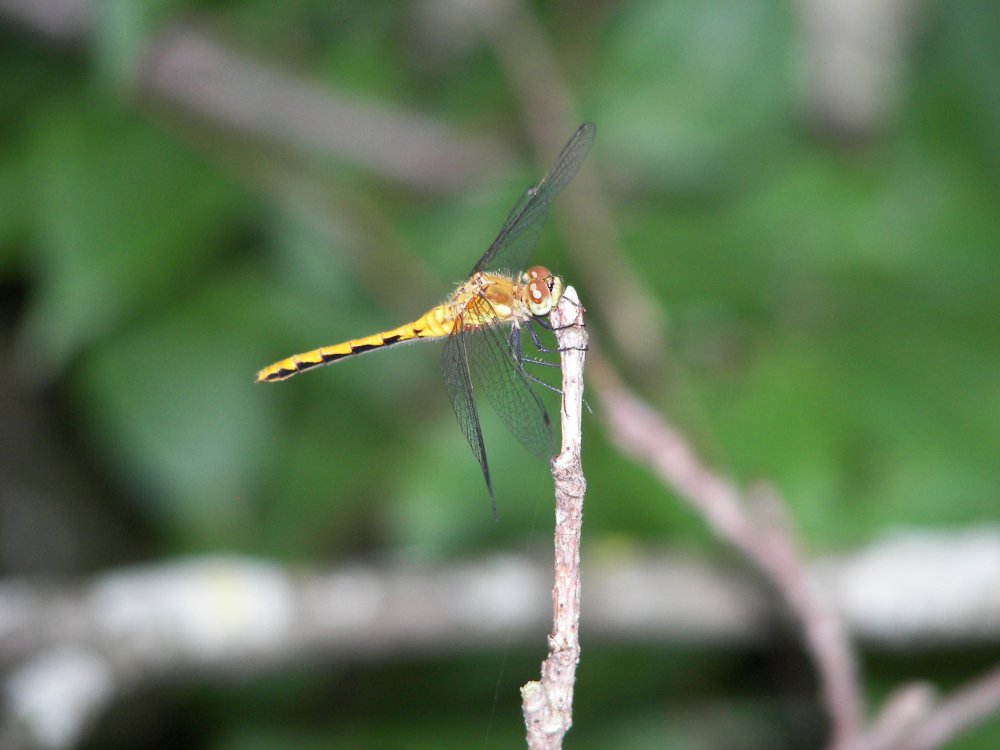 Dragonfly