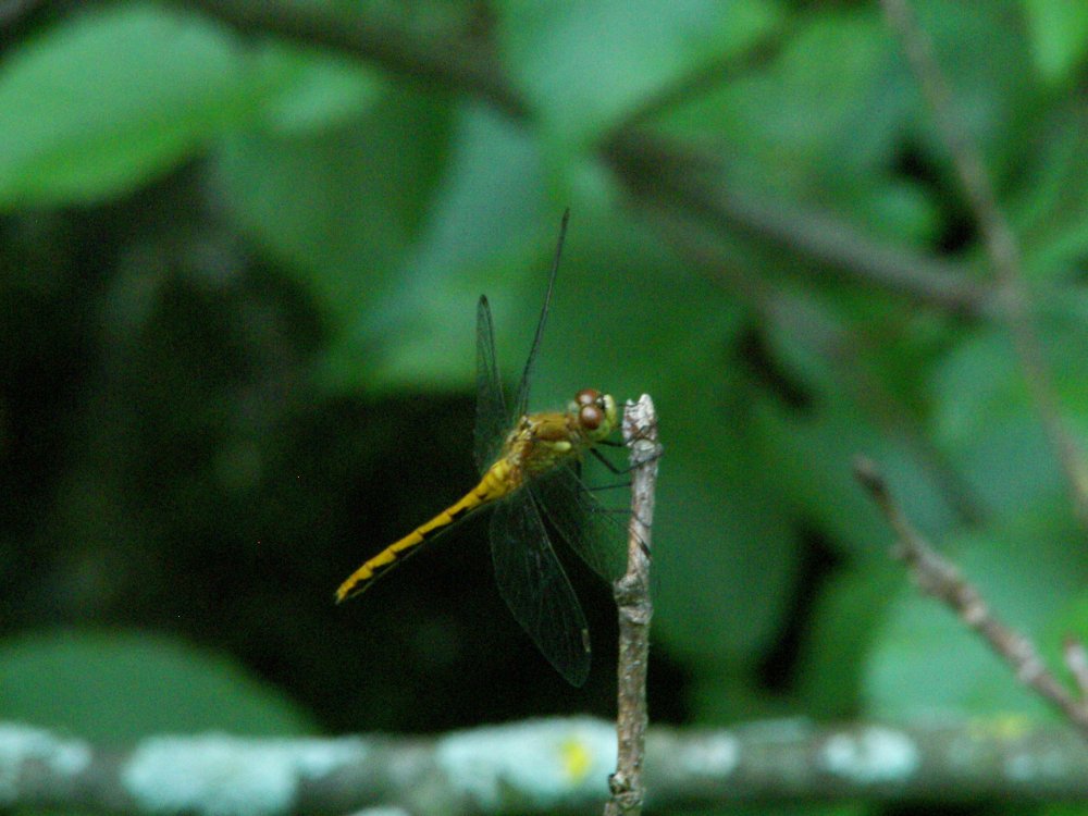 Dragonfly