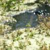 Spring feeding Silverbrook