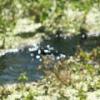Spring feeding Silverbrook
