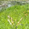 Lillies and Pond