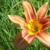 Lilly