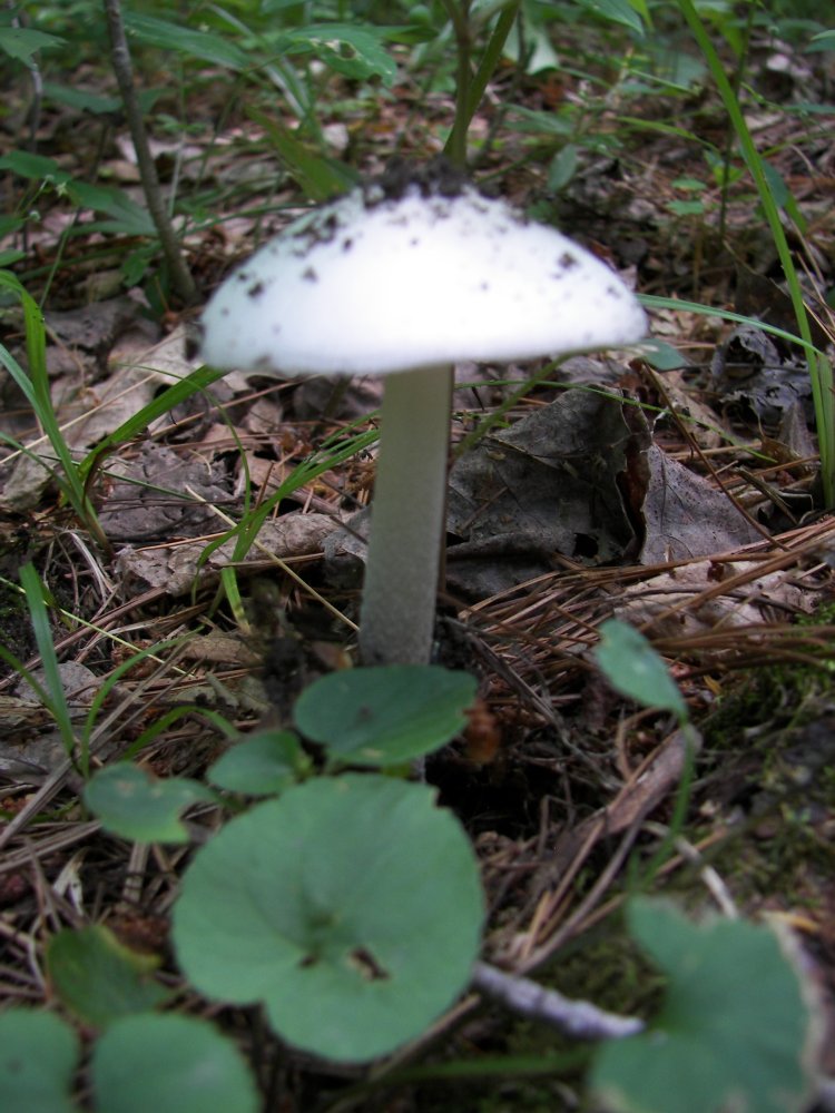 Mushroom