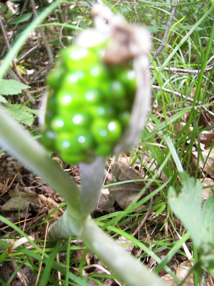 Berry cluster