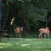 Deer