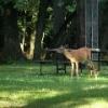 Deer