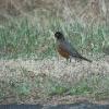 Robin