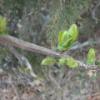 Buds