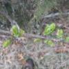 Buds