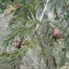 Pine Cones Forming