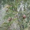 Pine Cones Forming