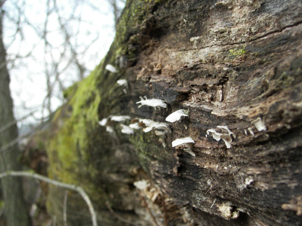 Toad Stools