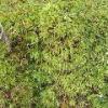 Moss