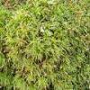 Moss