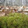 Moss