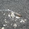 Slug