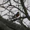 Robin