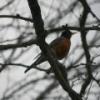 Robin