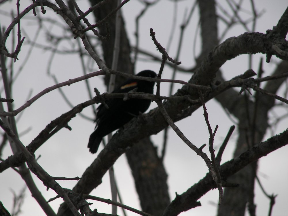 Red Wing Black Bird