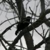 Red Wing Black Bird