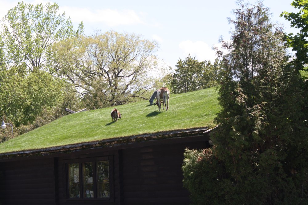 Goats on the Roof