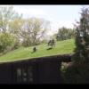Goats on the Roof