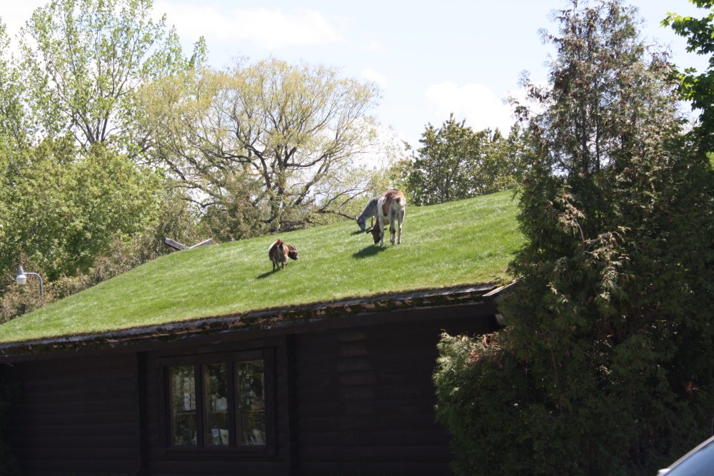 Goats on the Roof