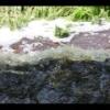 Wequiock Falls