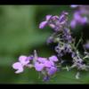 IMG_3801