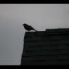 IMG_6668