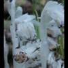 IMG_7067