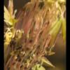 2020-05-02 - Sauk Prairie SNA