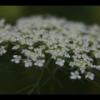 IMG_7948
