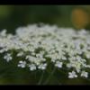 IMG_7953