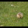 2020-05-14 - Chipmunk