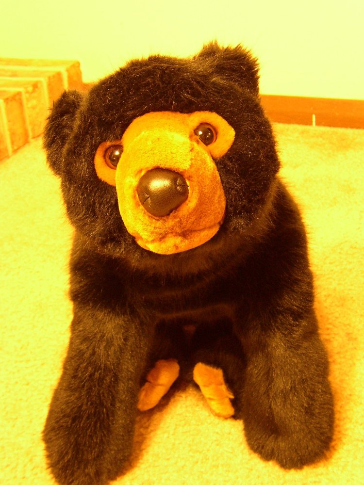 Cute Bear.