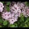 2012-05-10-174522_2