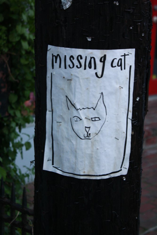 Missing Cat