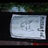 Missing Cat