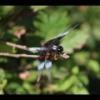 IMG_1458